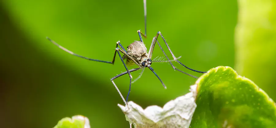Natural Outdoor Mosquito Repellent in Livingston
