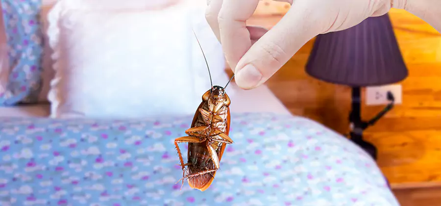 Bed Bug Inspection in Livingston