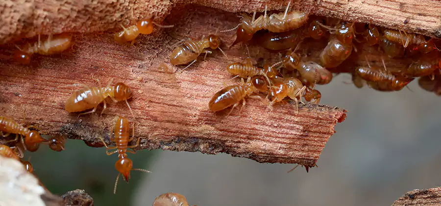 Termite Pest Management in Livingston
