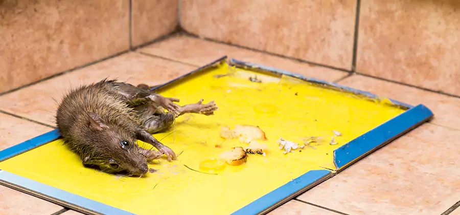 Rat Trapping Service In Livingston