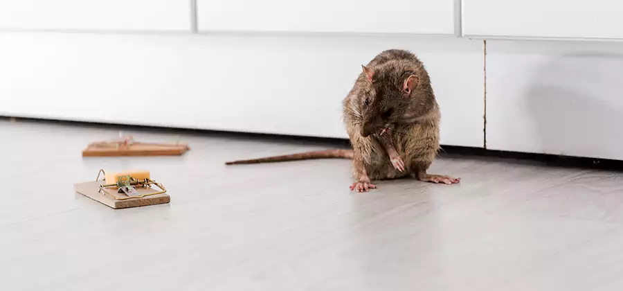 Rat Baiting Removal Service in Livingston