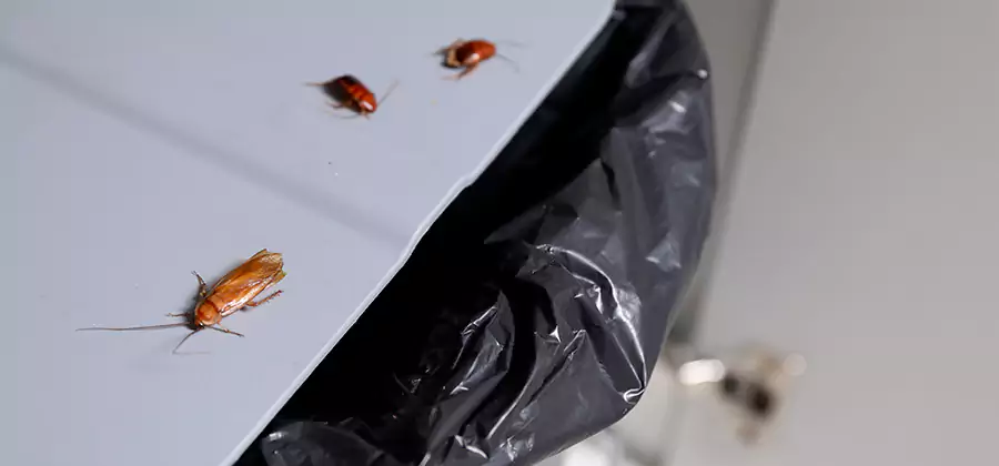German Roach Pest Control in Livingston