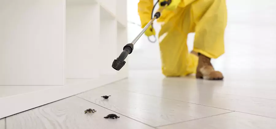 Roach and Bed Bug Exterminator in Livingston