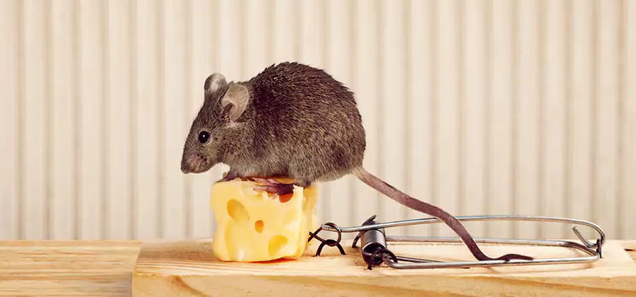 Commercial Rodent Exclusion Services in Livingston