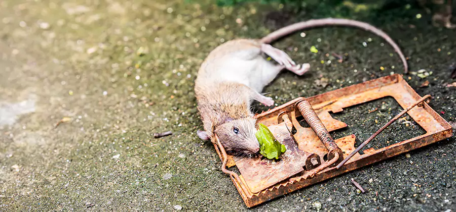 Rat Trapping in Livingston