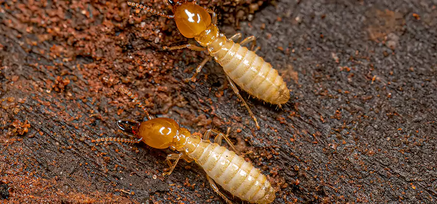 Sentricon Residential Termite Control in Livingston
