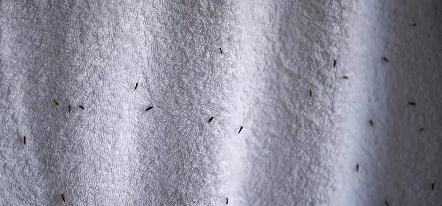 Small Black Ants in Bathroom Treatment in Livingston