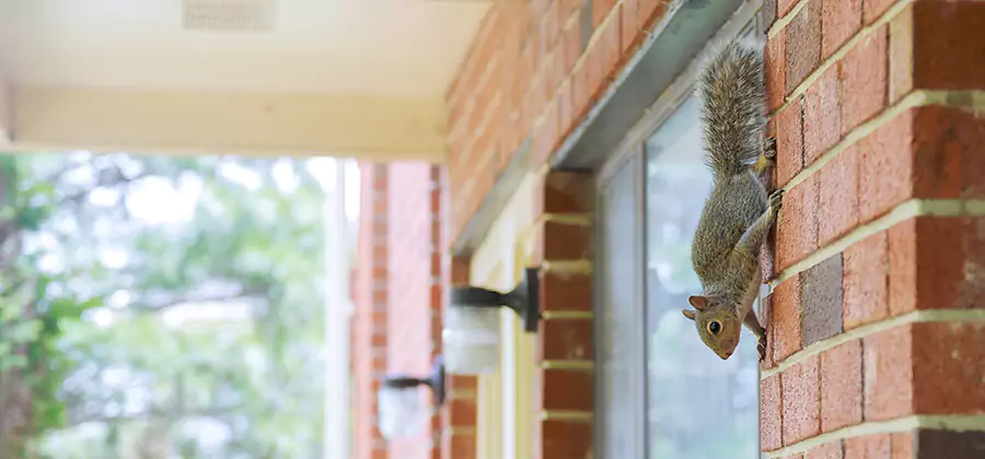 Squirrel Inside Walls Removal in Livingston