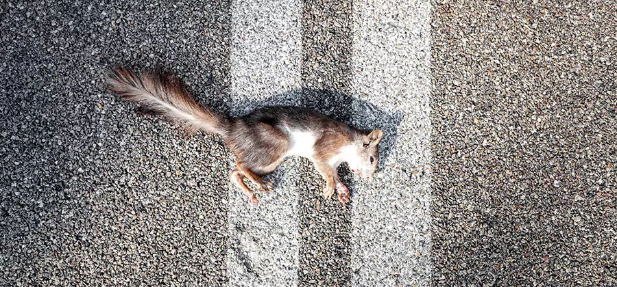 Dead Squirrel Removal in Livingston