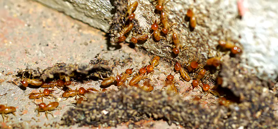 Wood Treatment and Localized Termite Solutions in Livingston