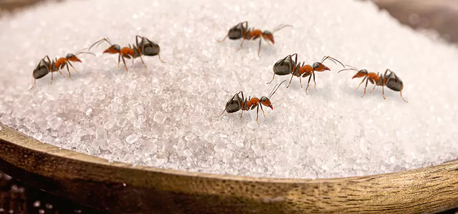 Indoor Sugar Ant Treatment in Livingston