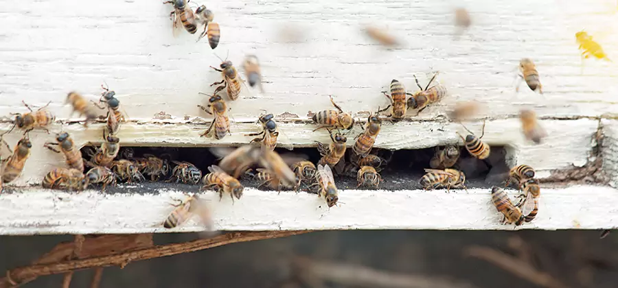 Residential Termite Fumigation in Livingston