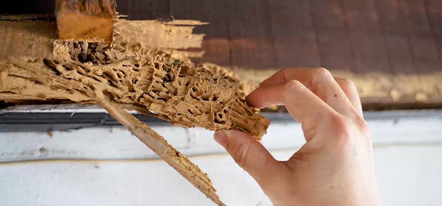 Pre-Purchase Termite Inspection in Livingston