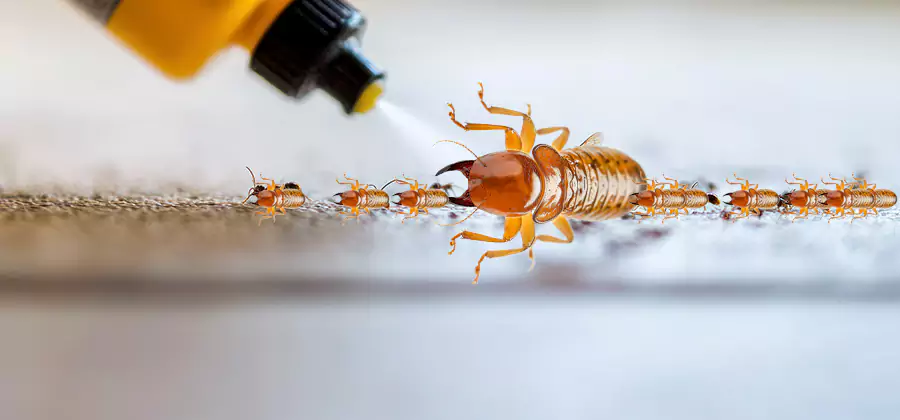 Foundation Termite Spraying Control in Livingston