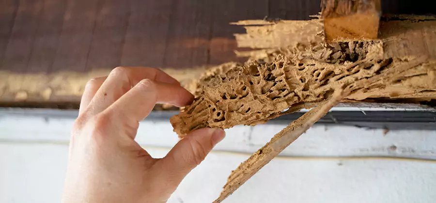 Pre-Construction Termite Treatment in Livingston