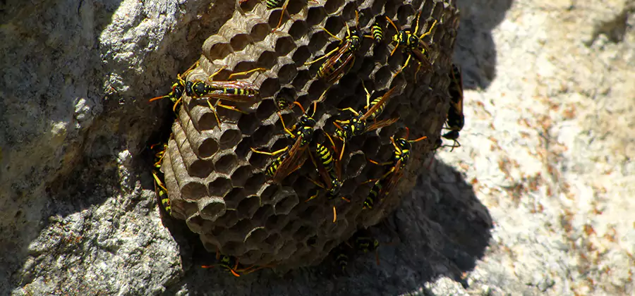 Wasp Nest in Tree Removal Livingston
