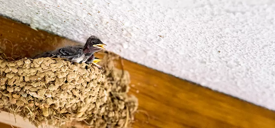 Bird Removal From House in Livingston