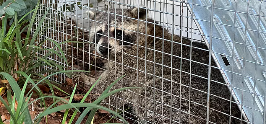 Wildlife Relocation Services in Livingston