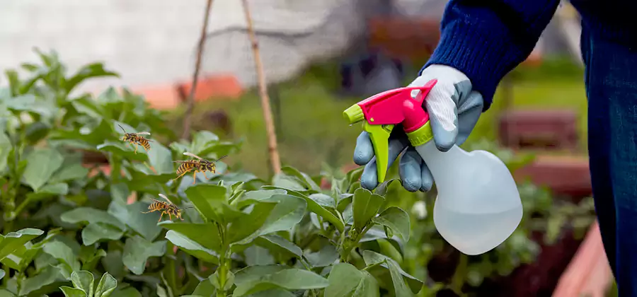 Yellow Jacket Pest Removal for Commercial Properties in Livingston