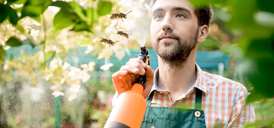 Yellow Jacket Wasp Removal in Livingston