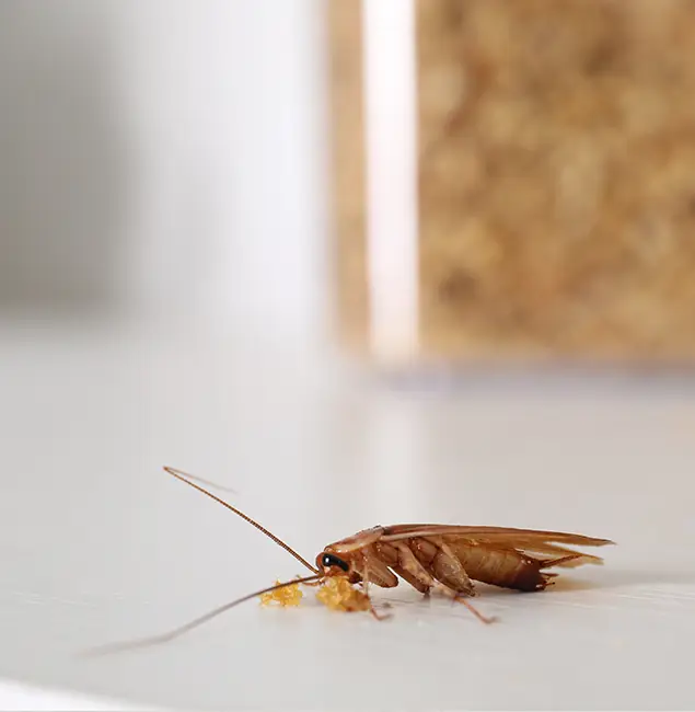 Why Livingston Pest Control Pro Stands Out in Livingston, NJ?