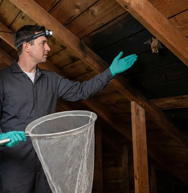 Why Livingston Pest Control Pro Is the Right Choice in Livingston, NJ?