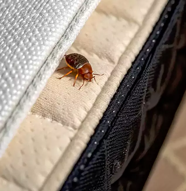 Why Choose Livingston Pest Control Pro for Bed Bug Treatment at Home in Livingston, NJ?