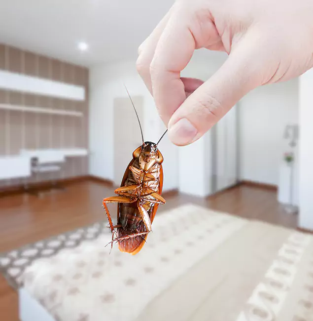 Why Livingston Pest Control Pro Stand Out For Bed Bug Inspection in Livingston, NJ?