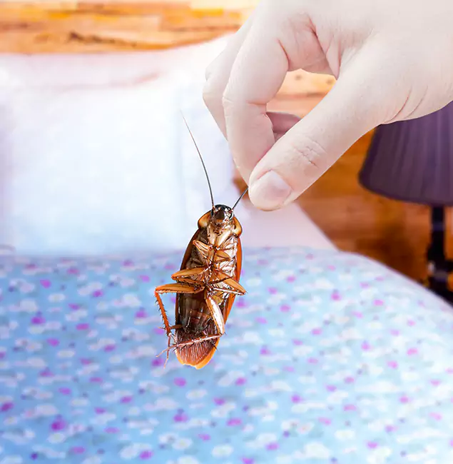 Why Choose Livingston Pest Control Pro for Bed Bug Treatment in Livingston, NJ?
