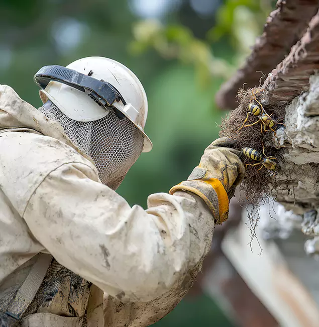 Why Livingston Property Owners Choose Livingston Pest Control Pro for Bee Exterminator?