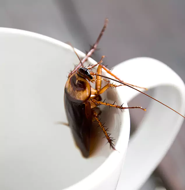Why Livingston, NJ Residents Trust Livingston Pest Control Pro for Cockroach Fumigation?