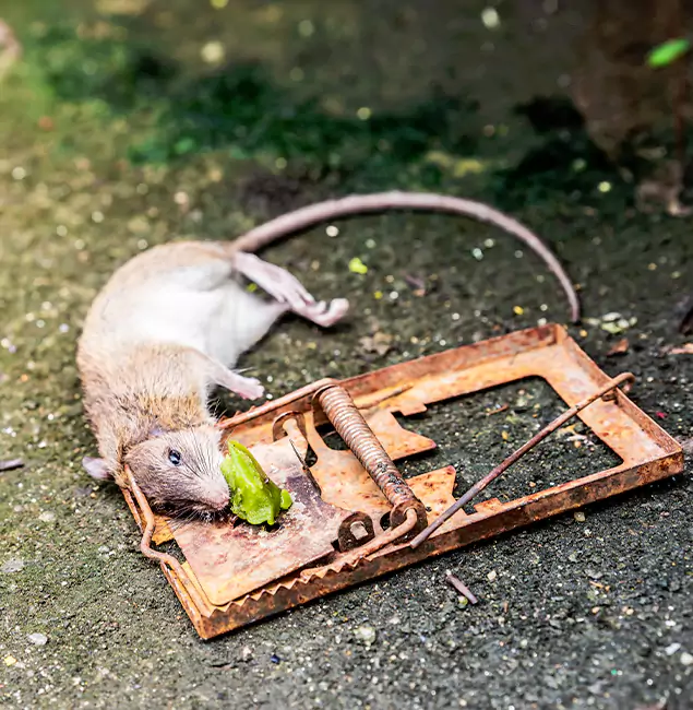 Why Livingston, NJ Homeowners Trust Livingston Pest Control Pro for Rodent Removal?
