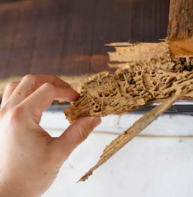 Why Choose Livingston Pest Control Pro in Livingston, NJ?