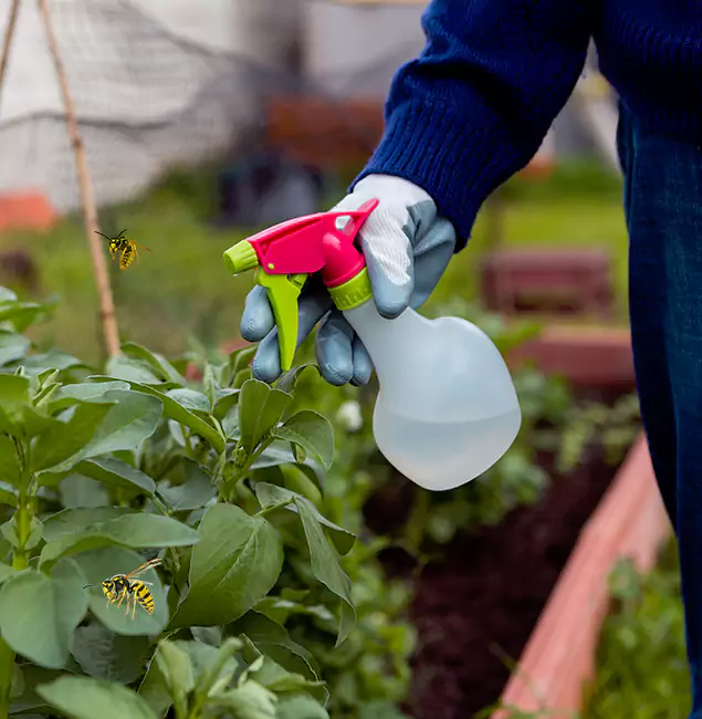 Why Livingston Homeowners Choose Livingston Pest Control Pro for Honey Bee Removal?