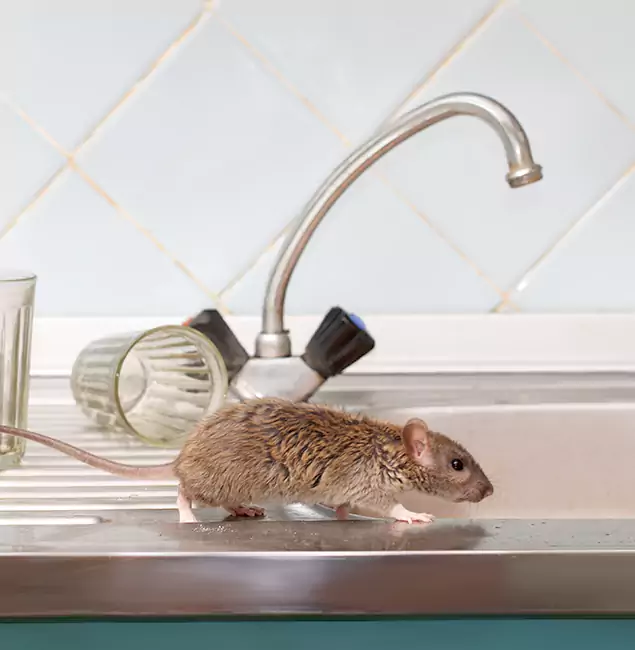 Why Livingston, NJ Trusts Livingston Pest Control Pro for Humane Rodent Control?
