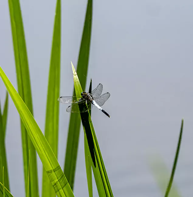 Why Livingston Families Trust Livingston Pest Control Pro for Mosquito Prevention?