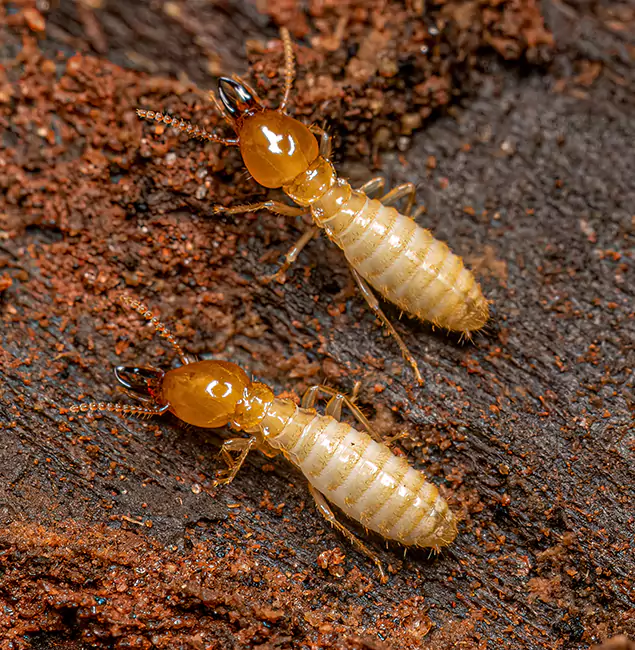 Why Choose Livingston Pest Control Pro for Termite Treatment Without Tenting in Livingston, NJ?