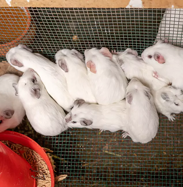 Why Choose Livingston Pest Control Pro for Rat Infestation in Livingston, NJ?