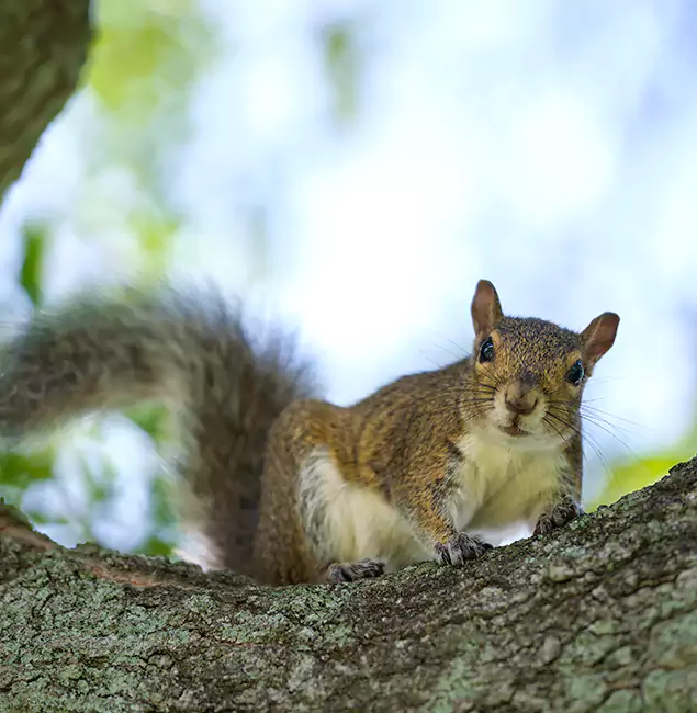Why Livingston, NJ Relies on Livingston Pest Control Pro for Squirrel Pest Control?