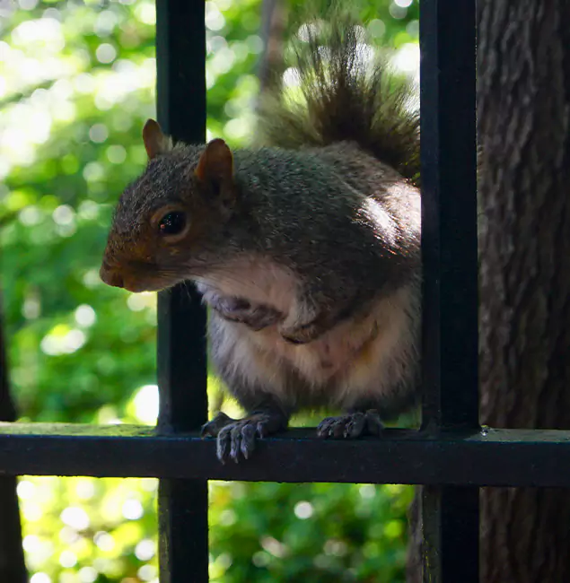 Why Livingston, NJ Chooses Livingston Pest Control Pro for Squirrel Removal?