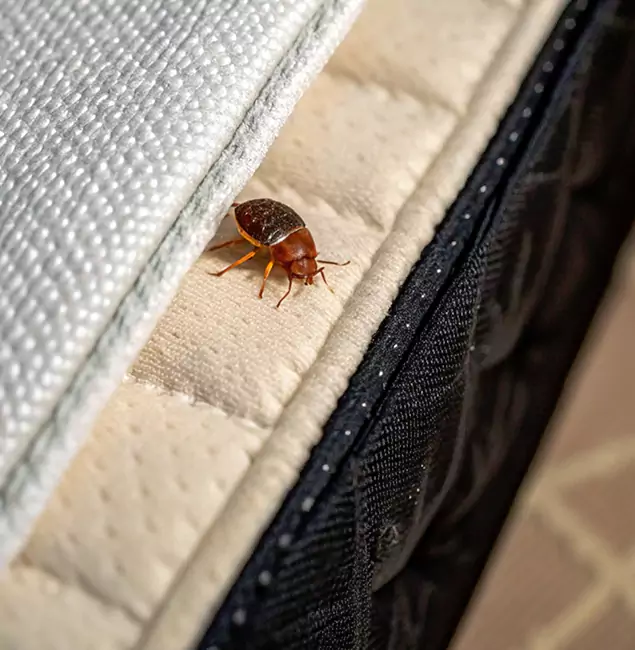 Why Livingston Homeowners Trust Livingston Pest Control Pro for Tick Treatment?