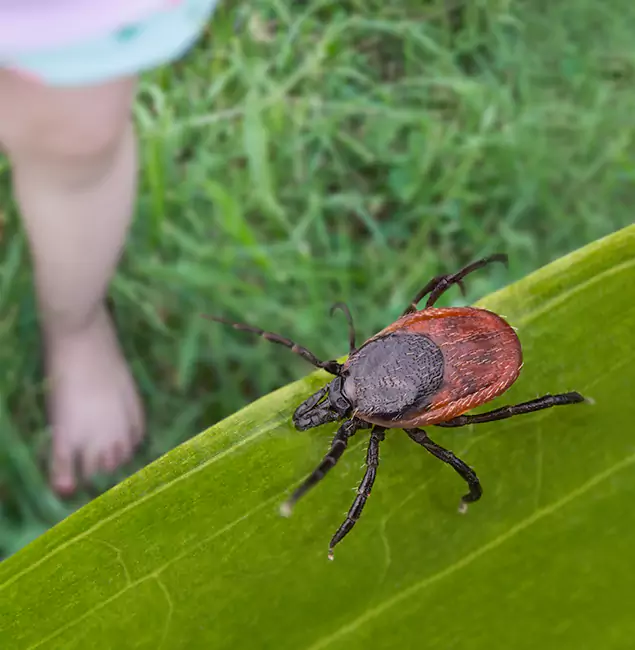 Why Livingston Homeowners Choose Livingston Pest Control Pro for Tick Extermination?