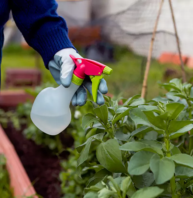 Why Livingston Relies on Livingston Pest Control Pro for Wasp Control Services?