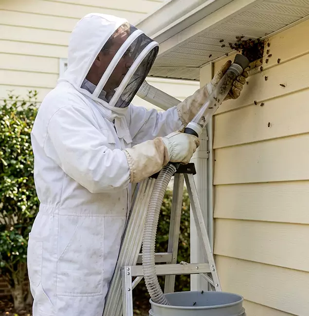 Why Livingston Trusts Livingston Pest Control Pro for Wasp Control?
