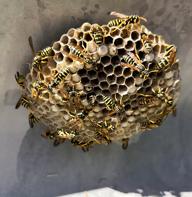 Why Livingston Chooses Livingston Pest Control Pro for Wasp Control Services?