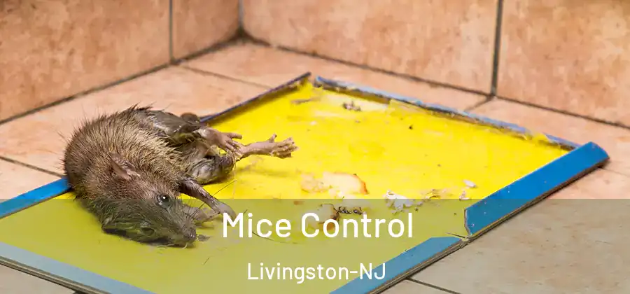  Mice Control Livingston-NJ