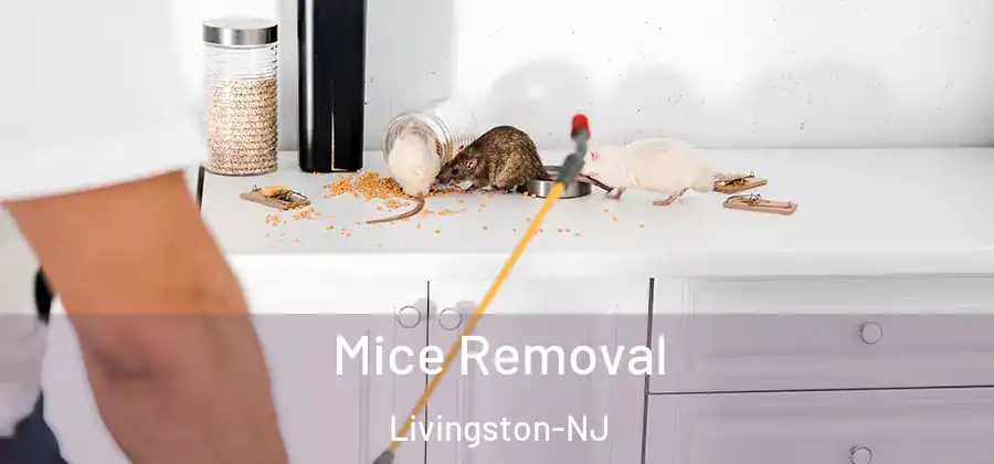 Mice Removal Livingston-NJ
