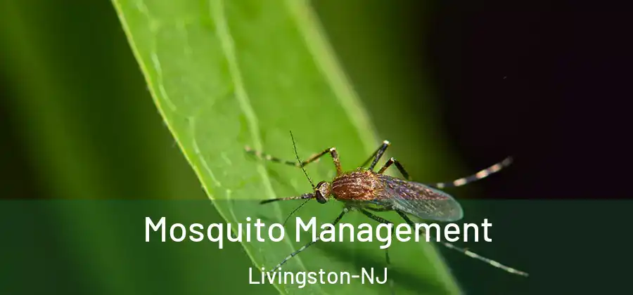 Mosquito Management Livingston-NJ