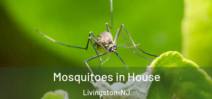 Mosquitoes in House Livingston-NJ