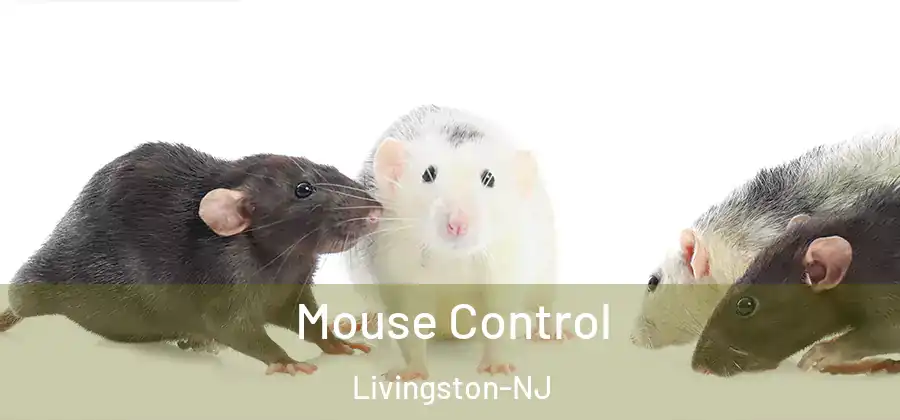 Mouse Control Livingston-NJ